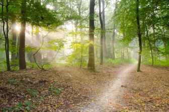 gray pathway surrounded by green tress